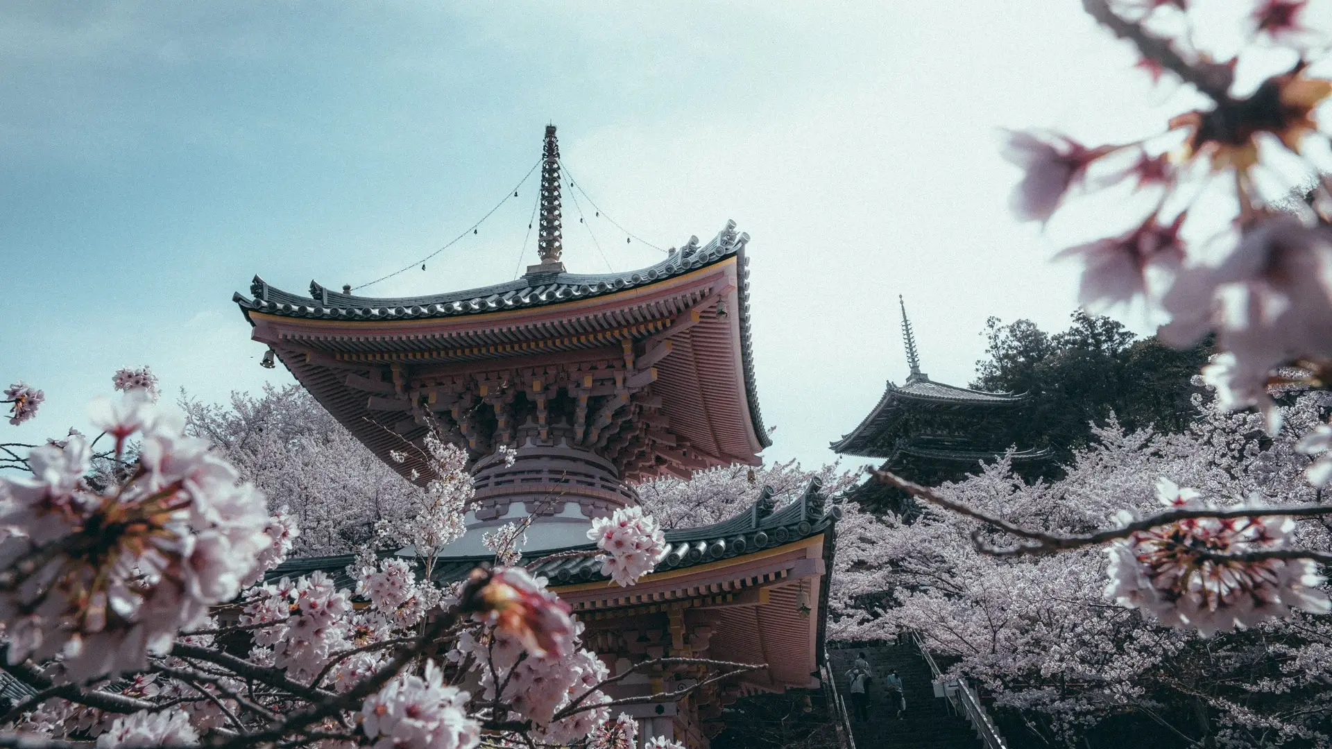 A stunning temple surrounded by cherry blossoms in full bloom, capturing the essence of Japan’s spring beauty