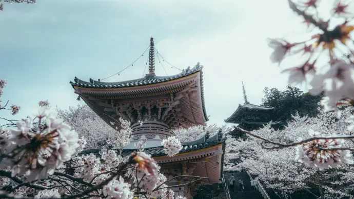 A stunning temple surrounded by cherry blossoms in full bloom, capturing the essence of Japan’s spring beauty